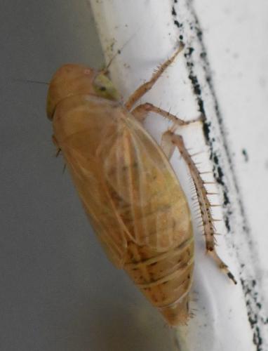 Réf. 304 492 : Streptanus sp.